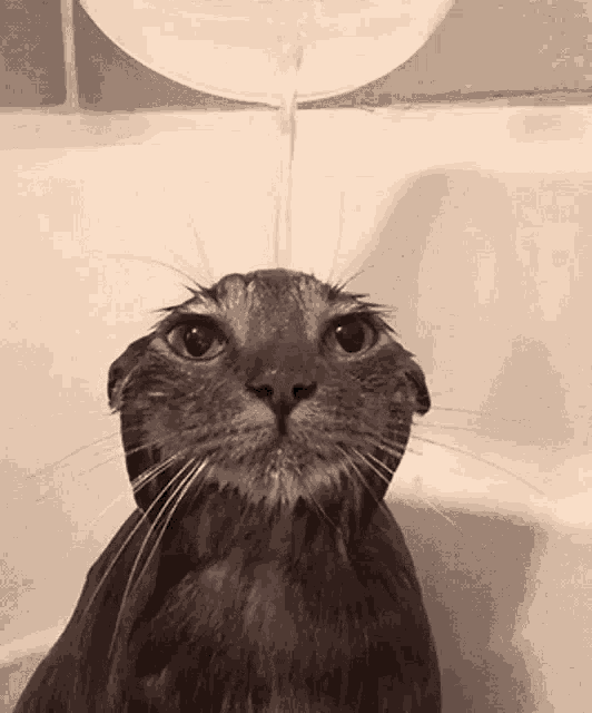 googas-cat-gif-googas-cat-shower.gif
